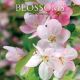 2026 Blossoms calendar